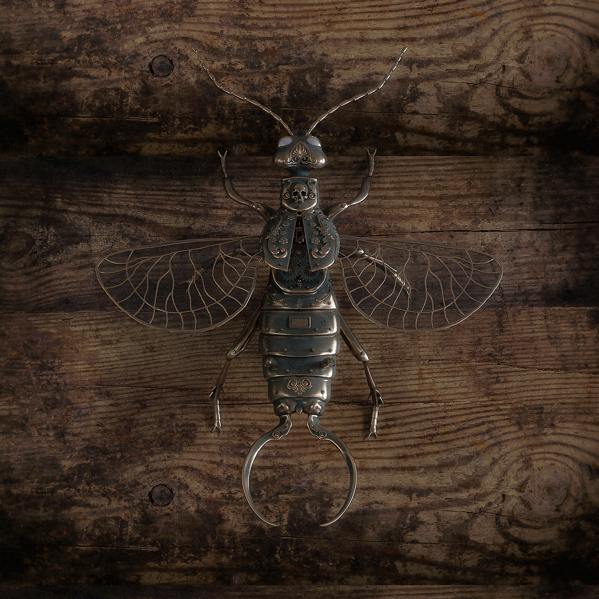 Ohrenkneifer_offen_Final_3000_low