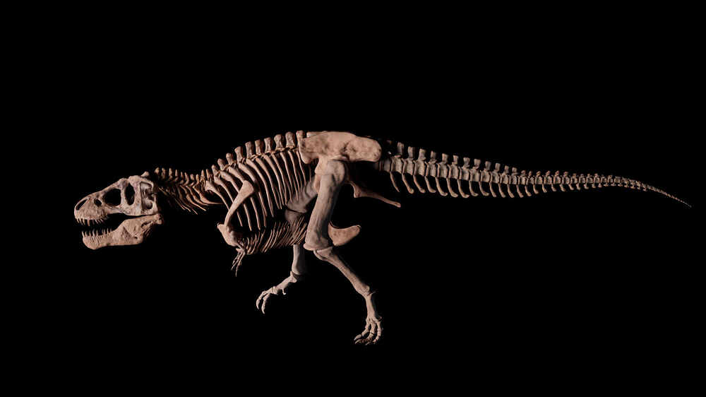 trexkompletbokpravy