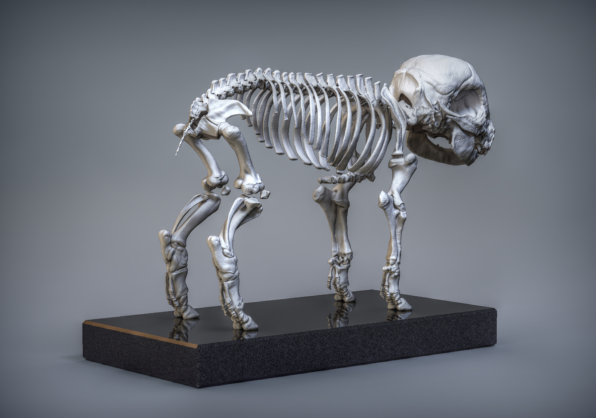 Skeleton_Back_new