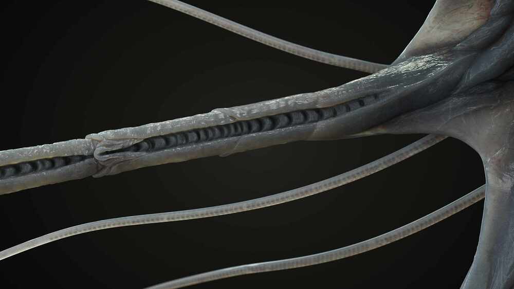 czerornd_state5_lookdev_stilla_l2_5_v003