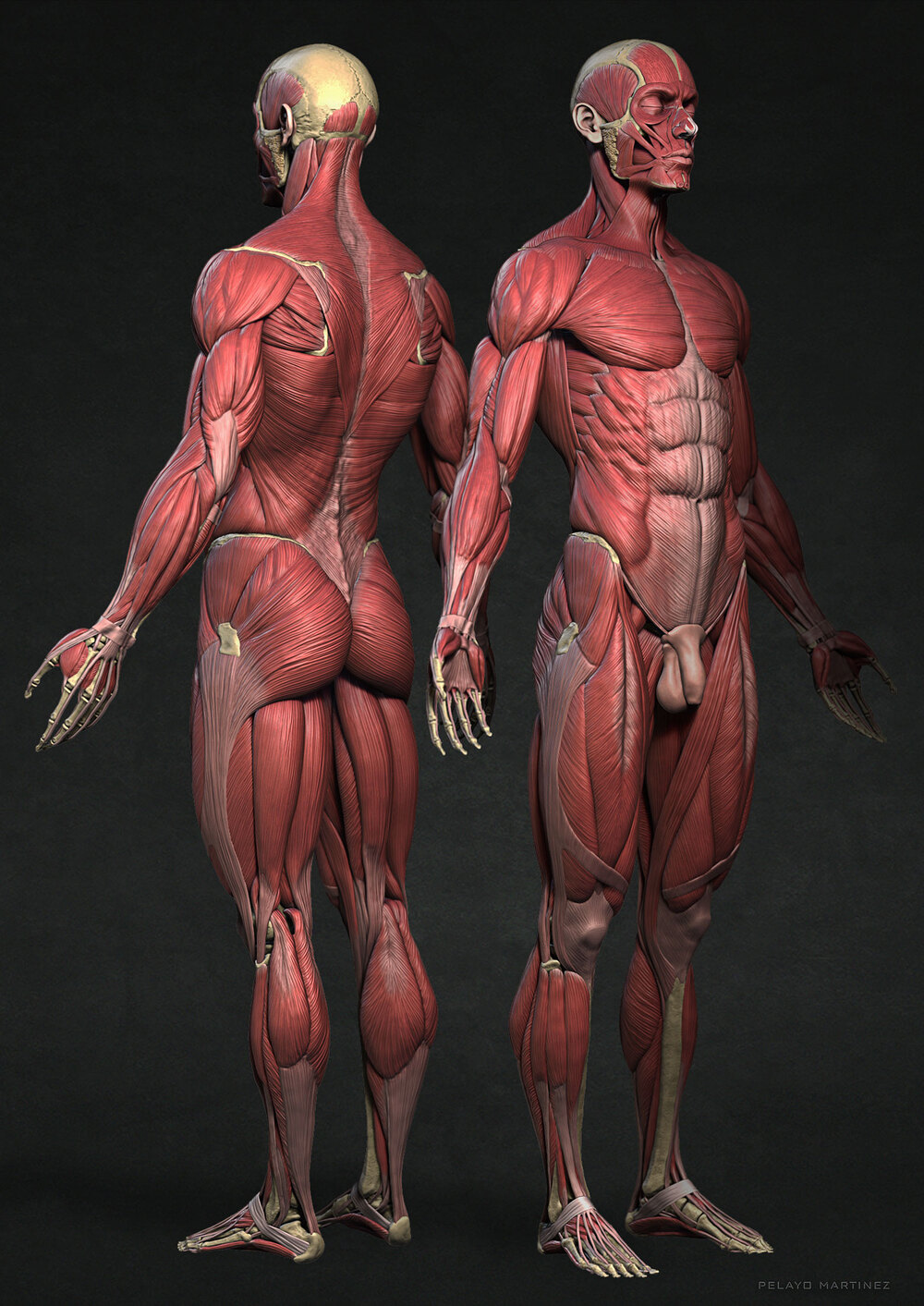 Ecorche-Sides