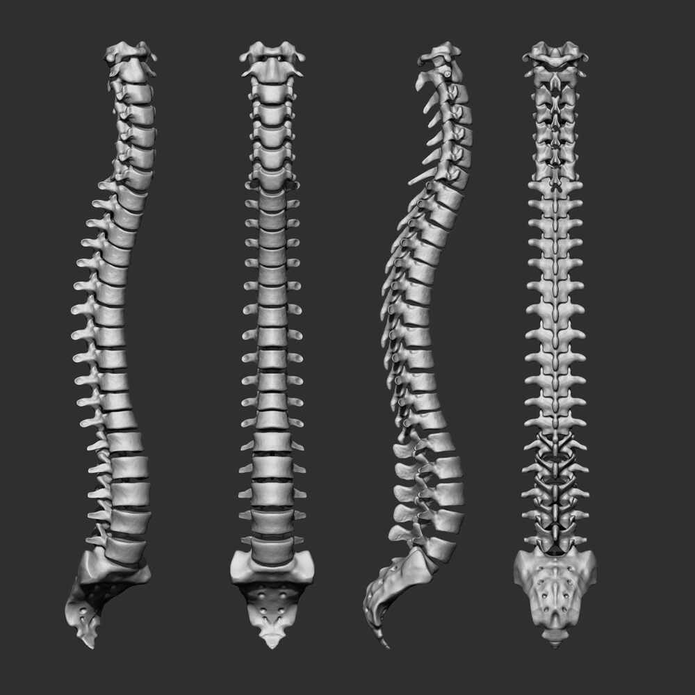 spine