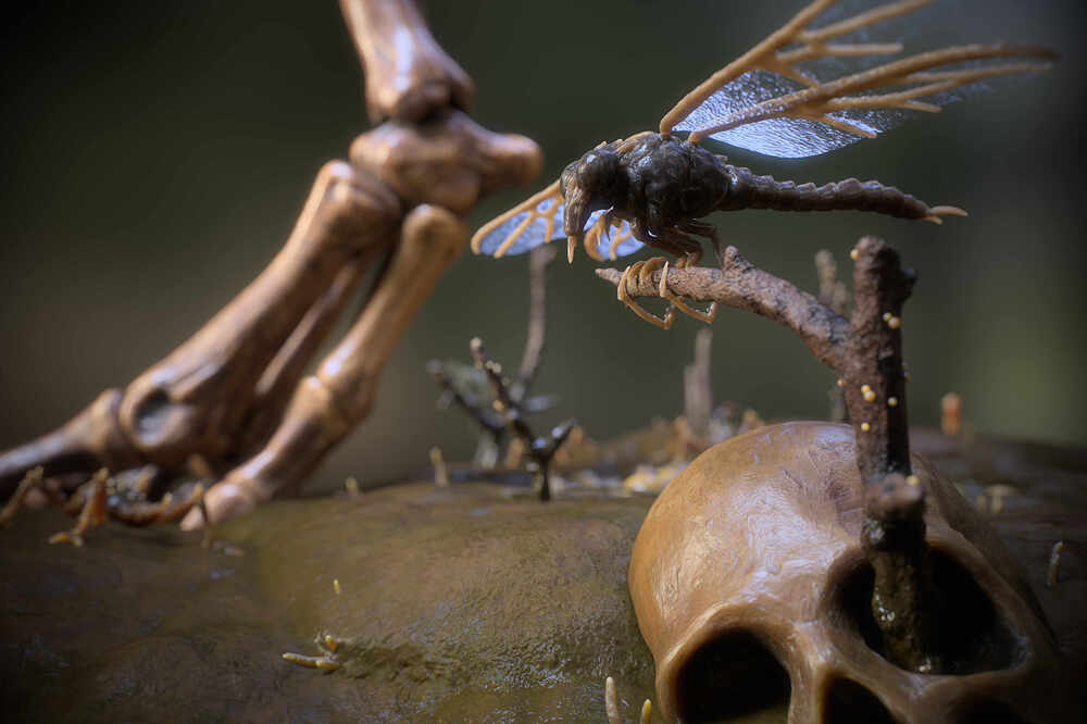 Lizard_Skeleton_15