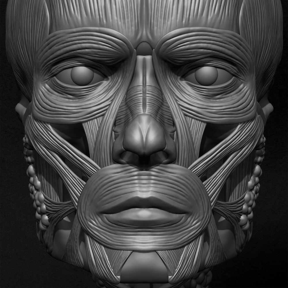 Male Facial Ecorche Human Anatomy sculpted by Yacine BRINIS 021