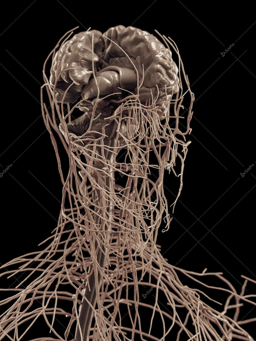 averageFitMale_headNeck_anatomyLayer12