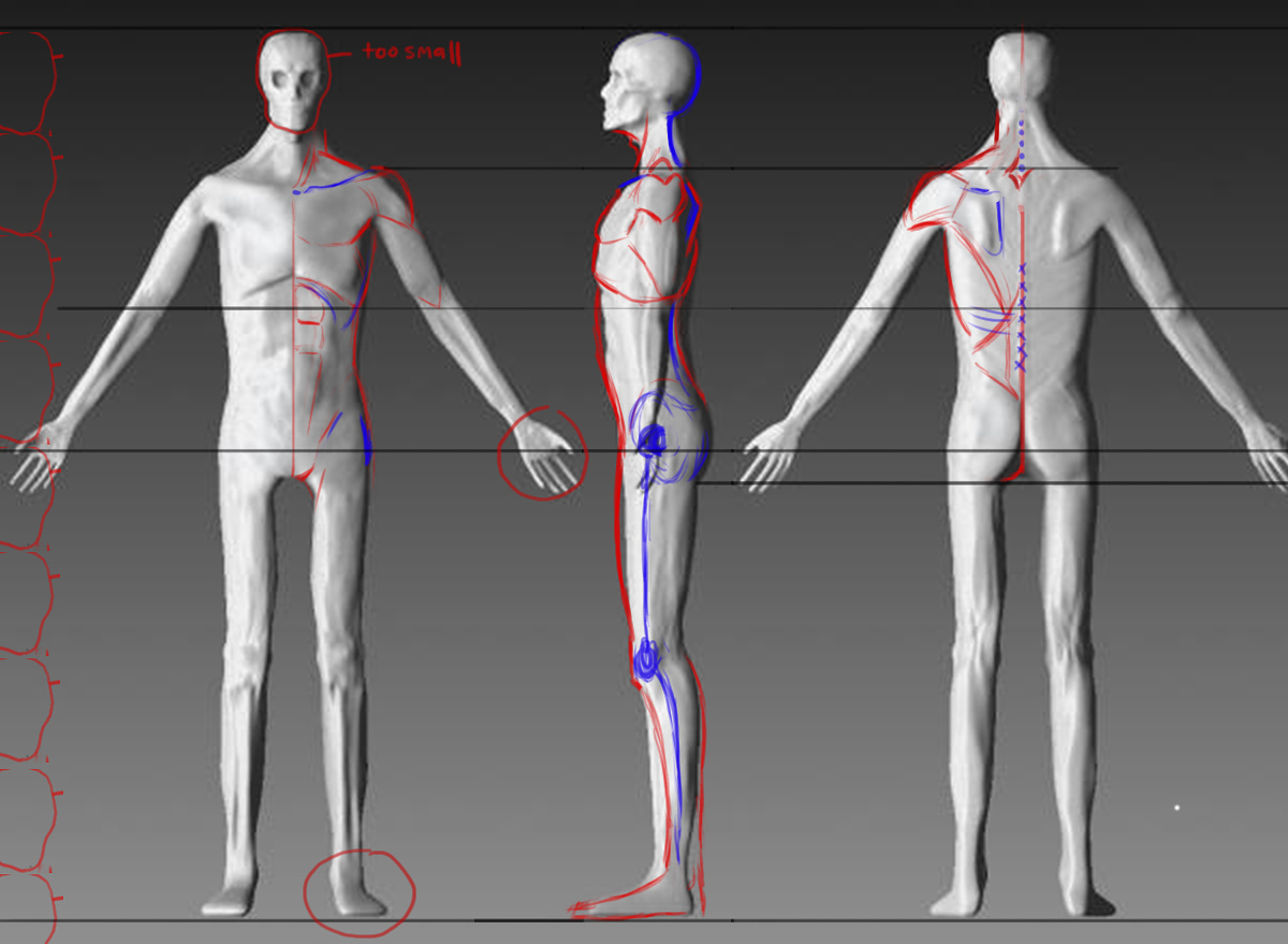anatomy.jpg