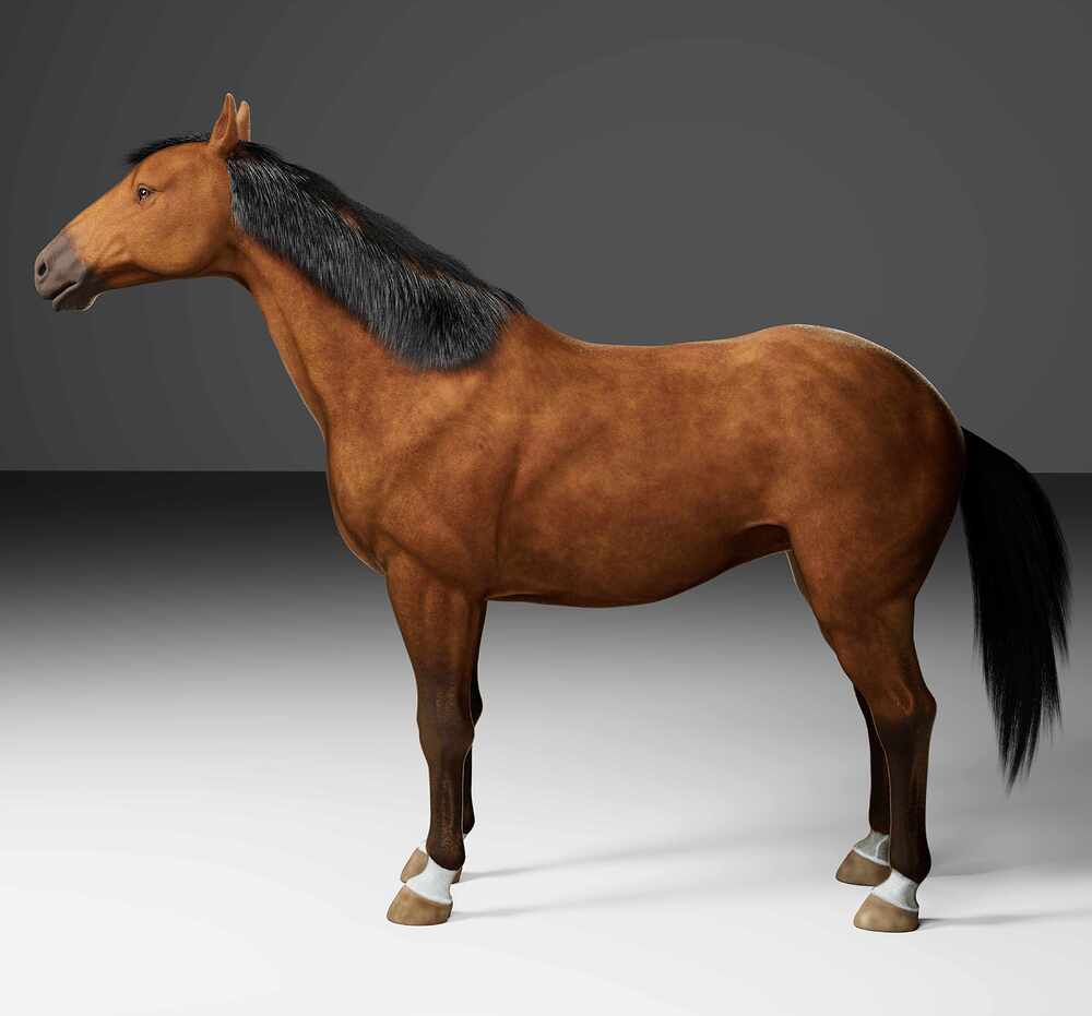 horse_2