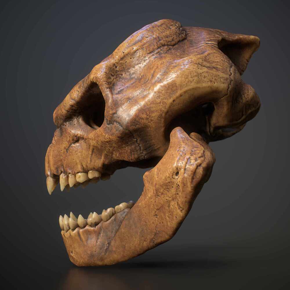 skull_FullQuality_002