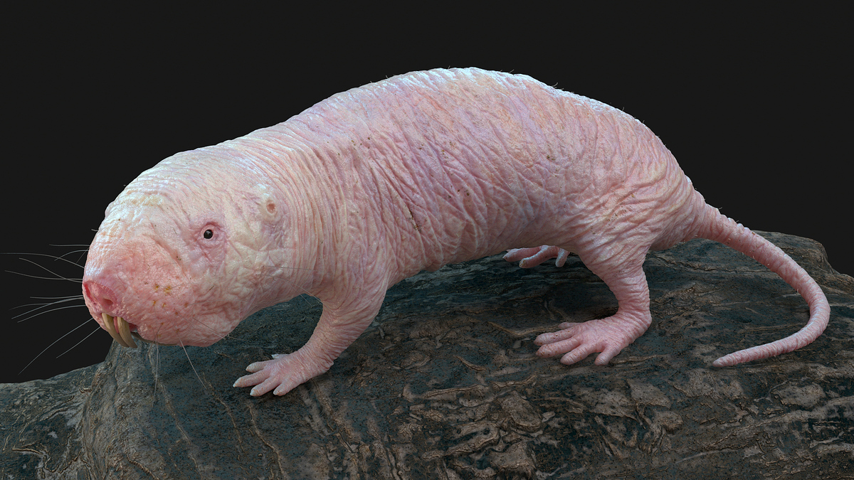 moleRat_v02