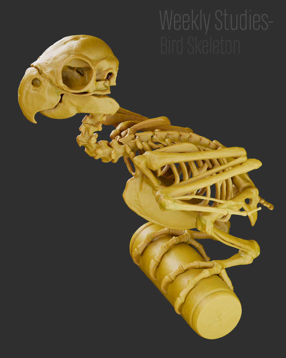 BirdStudy_RendersArnold_05