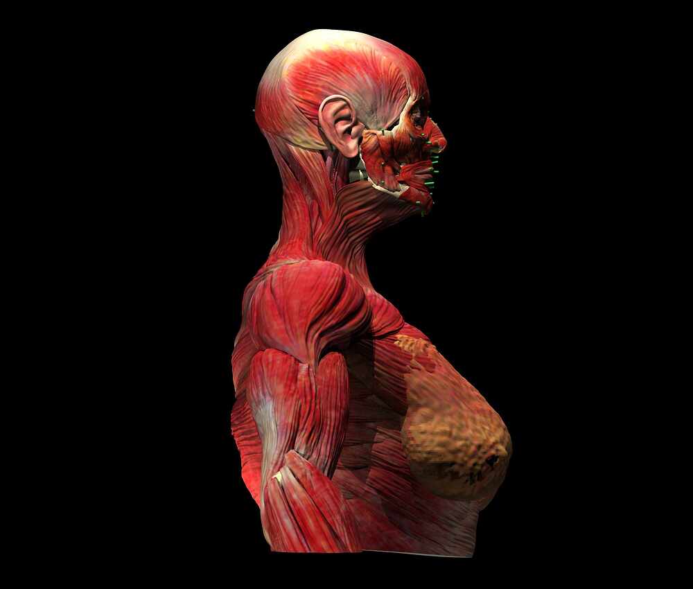 t28_muscles.2036126