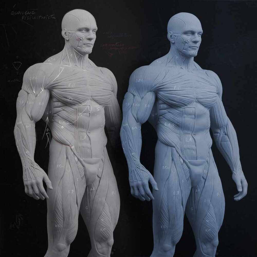 notas_ecorche_render 5