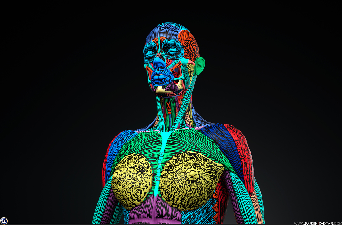 Farzin_Izadyar_Female_Anatomy_Kit_Fibers01