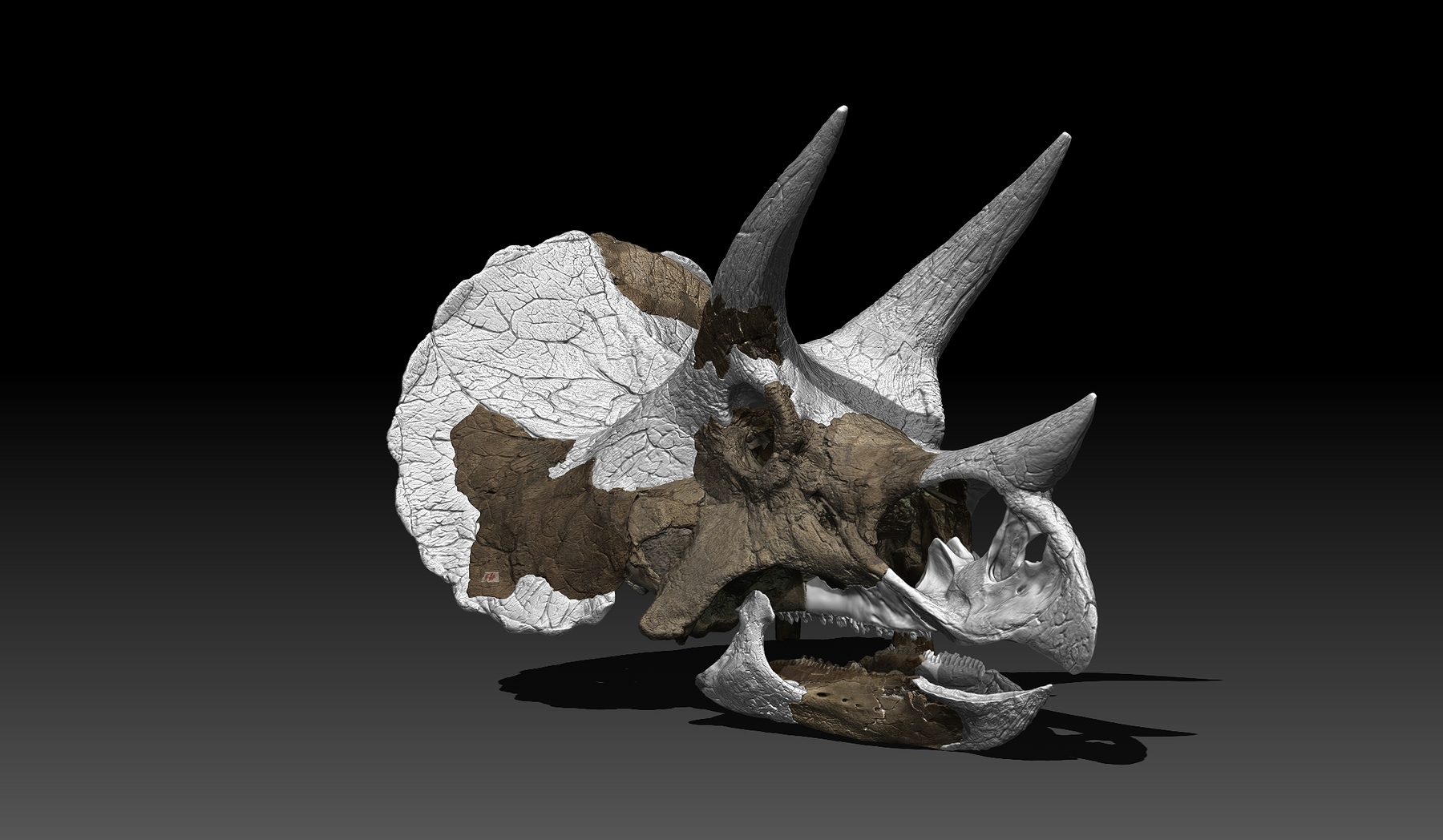 dino skull