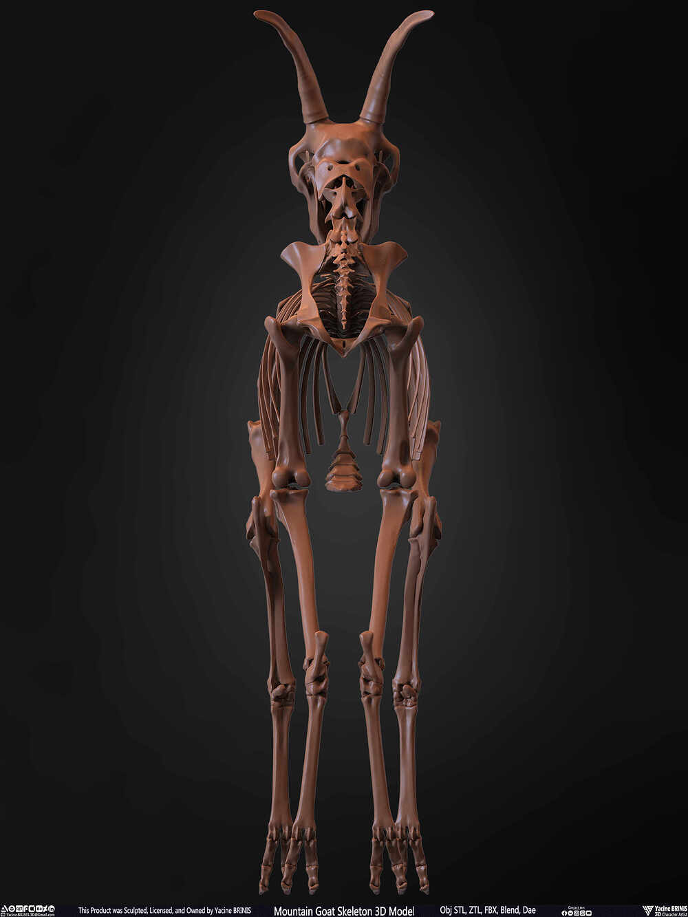 Mountain Goat Skeleton 3D Model Sculpted by Yacine BRINIS Set 018