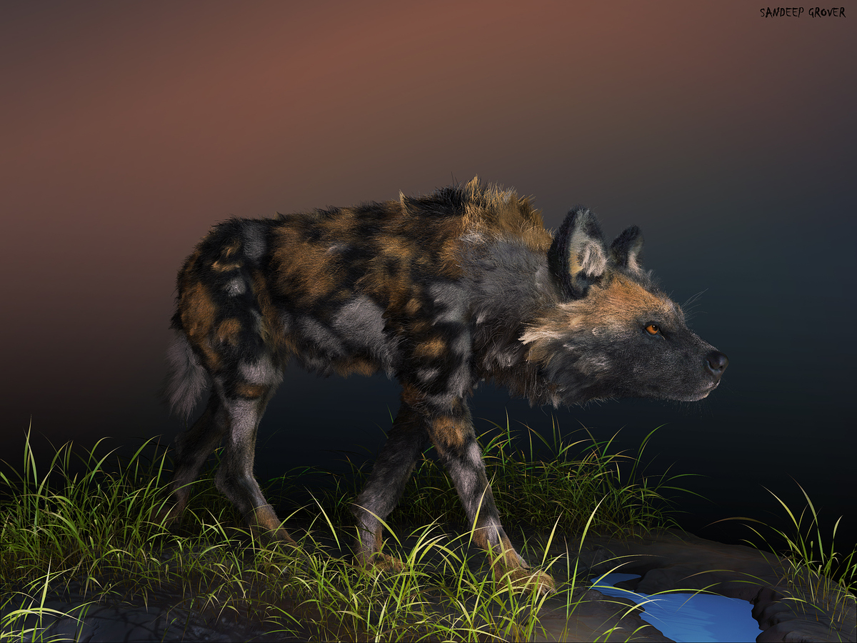 Wild_Dog_final2