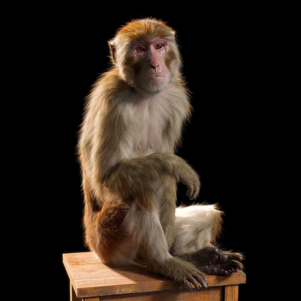 monkey_render_06