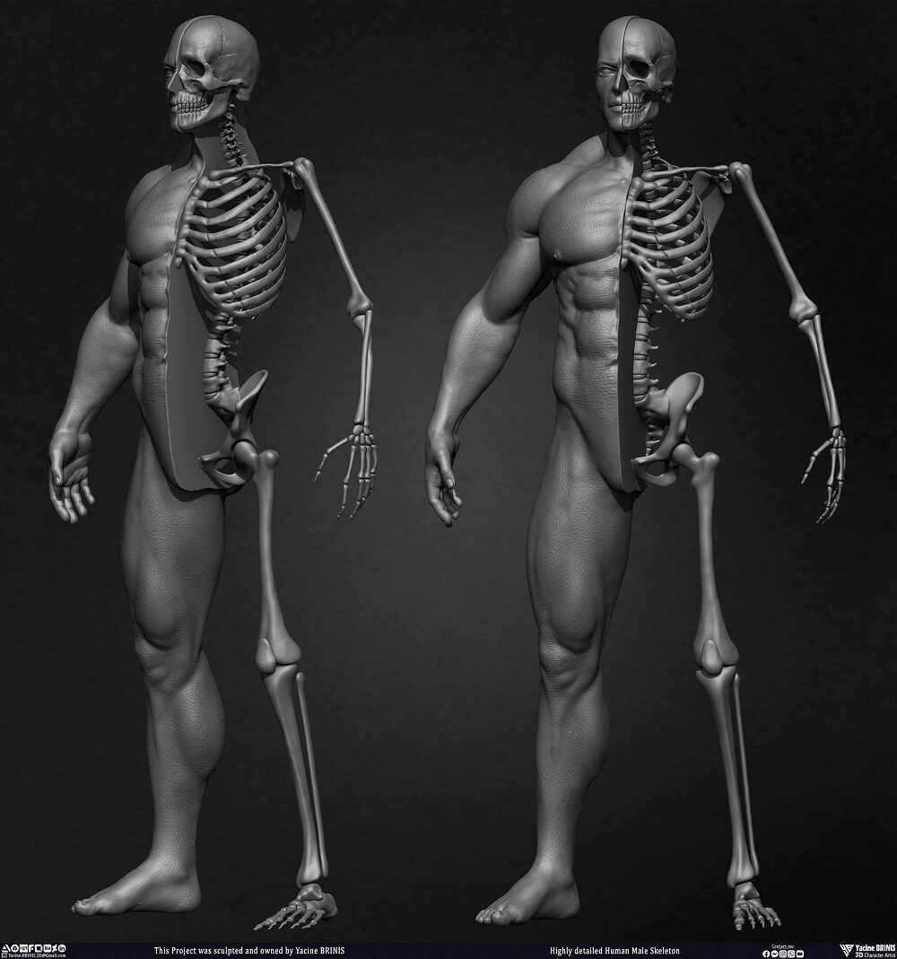 Highly Detailed Human Skeleton 3D Model sculpted by Yacine BRINIS 020