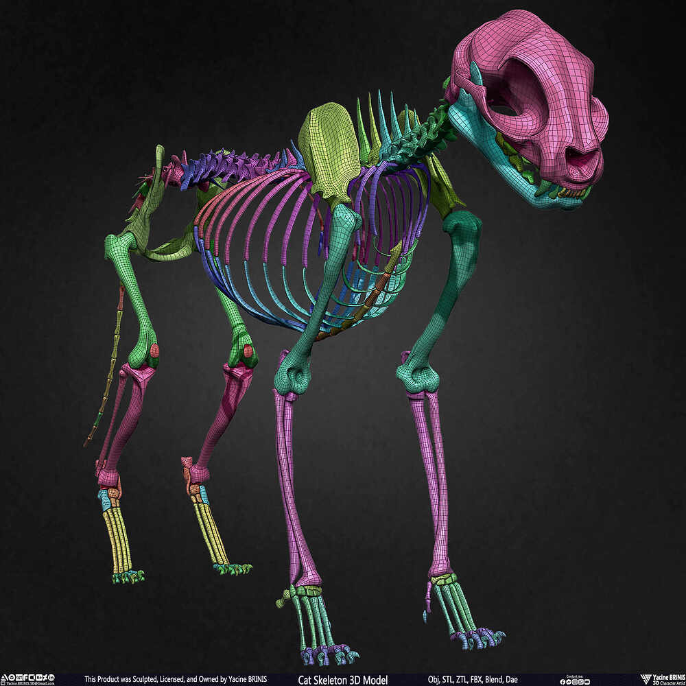Highly Detailed Cat Skeleton 3D Model Sculpted by Yacine BRINIS Set 045