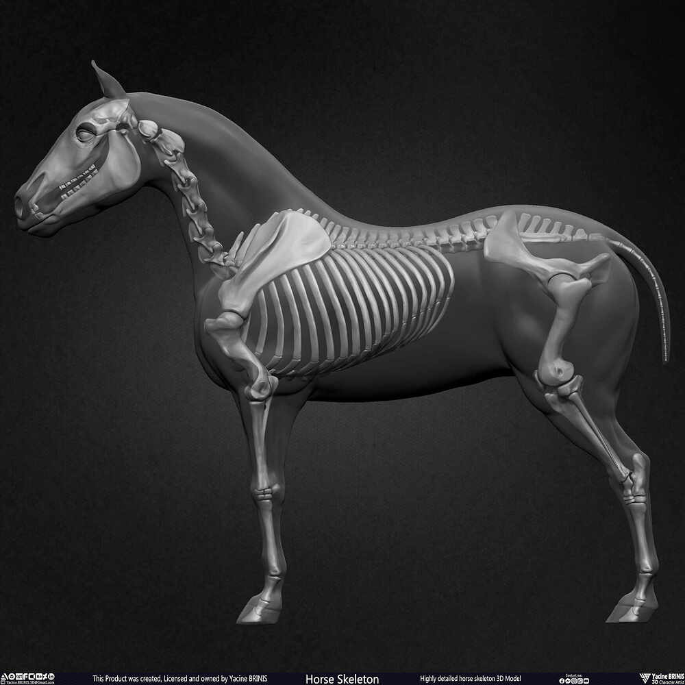 Highly Detailed Horse Skeleton 3D Model Sculpted by Yacine BRINIS Set 047