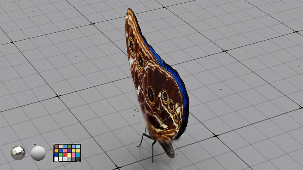 Blue_Morpho_08