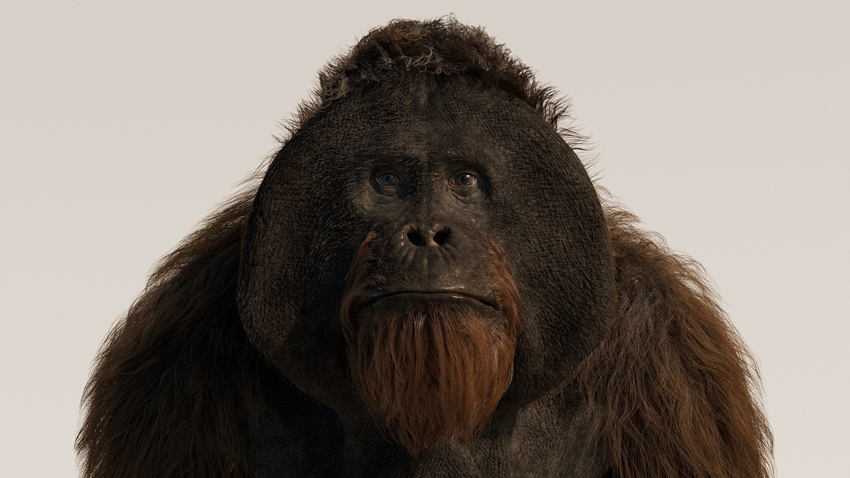 USANDIZAGA_Martin_AnimalDetail01
