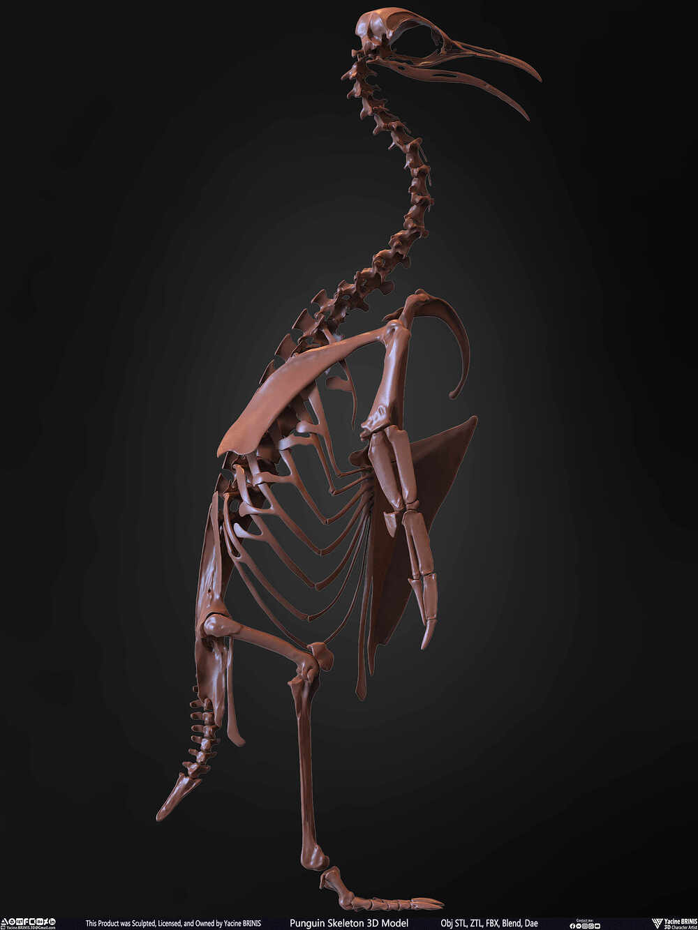 Punguin Skeleton 3D Model Sculpted by Yacine BRINIS Set 022