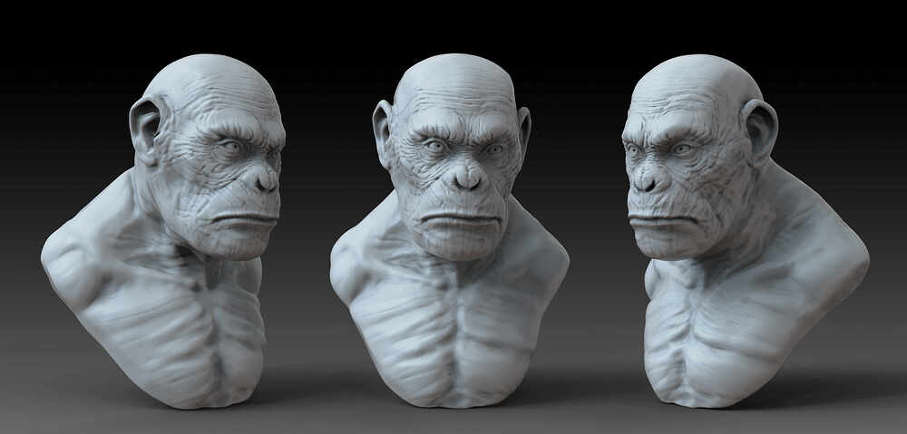 chimp