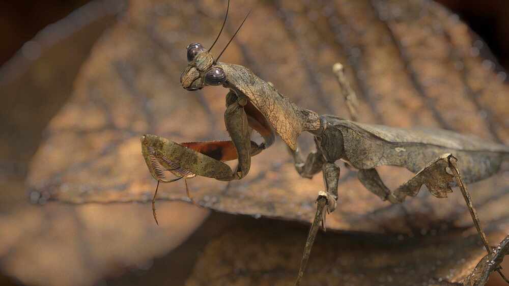 l_mantis_ar_v09_comp+