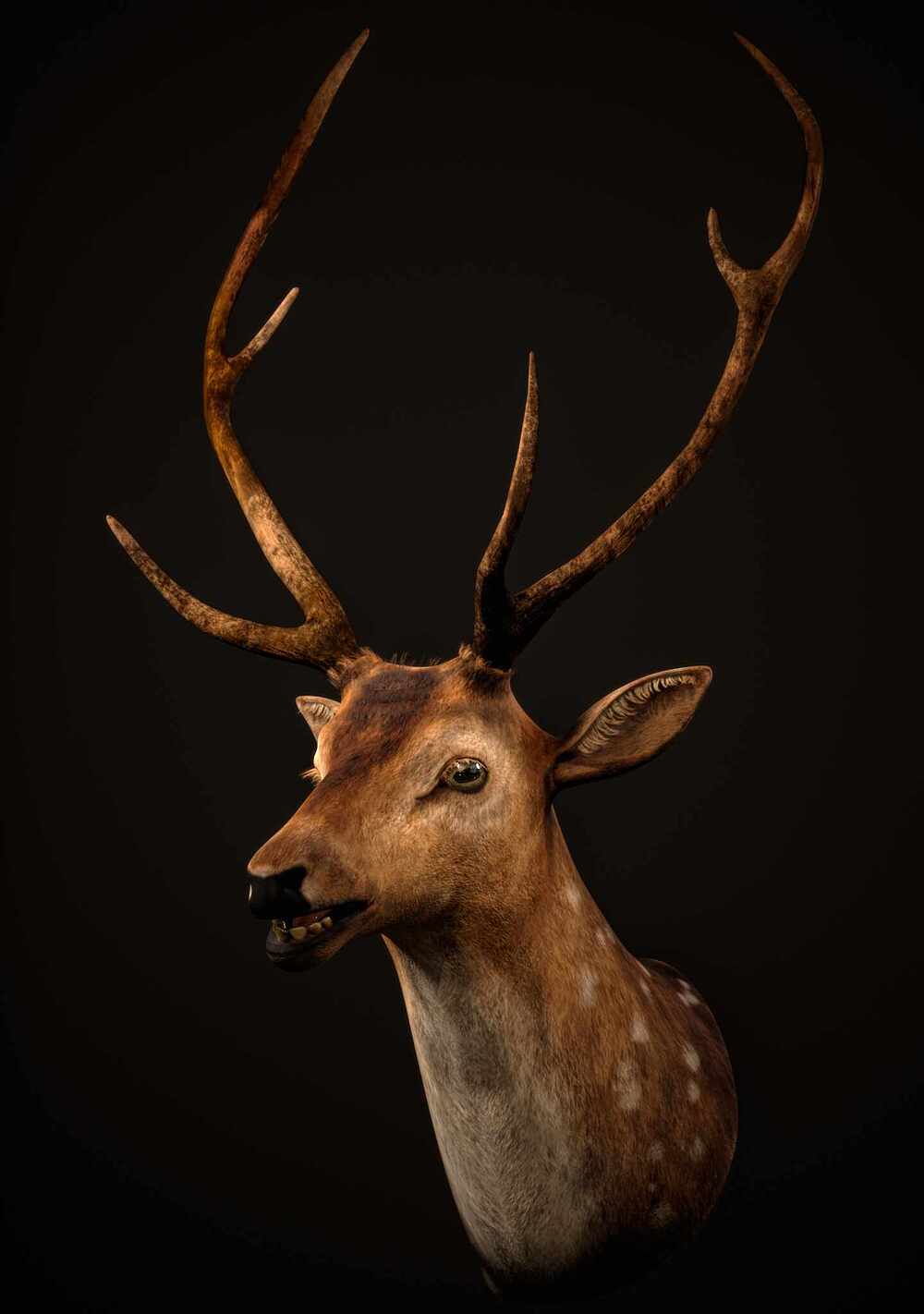 deer