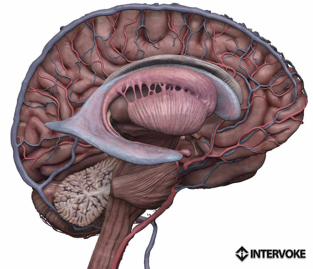 brain_side_half