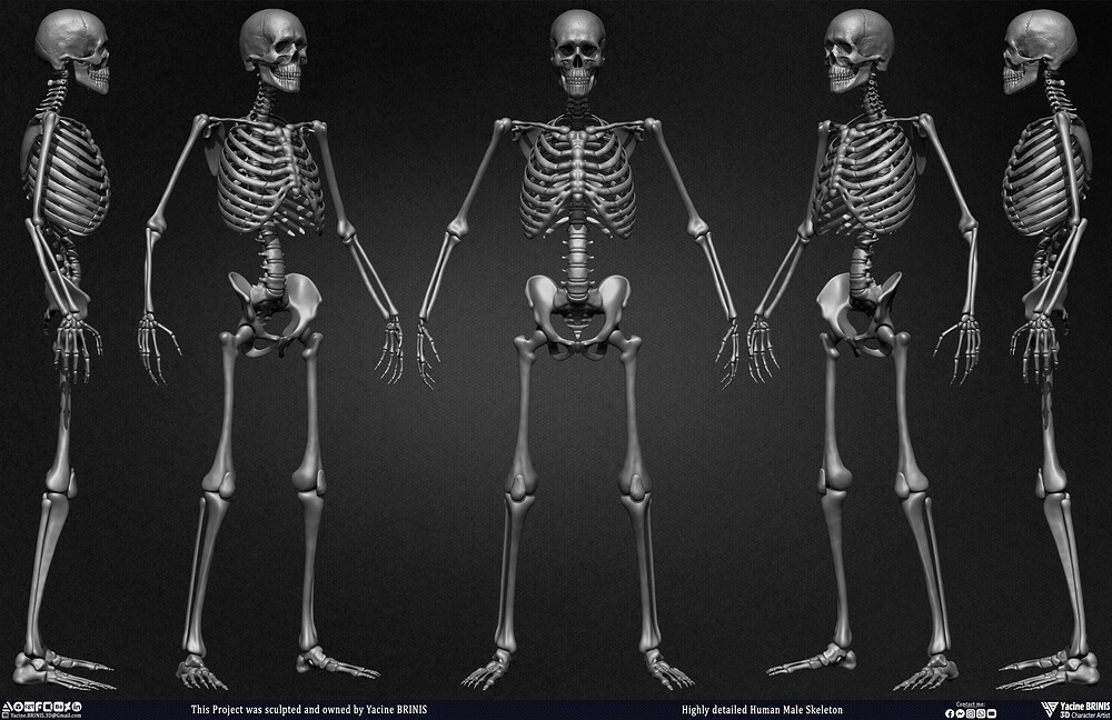 Highly Detailed Human Skeleton 3D Model sculpted by Yacine BRINIS 001