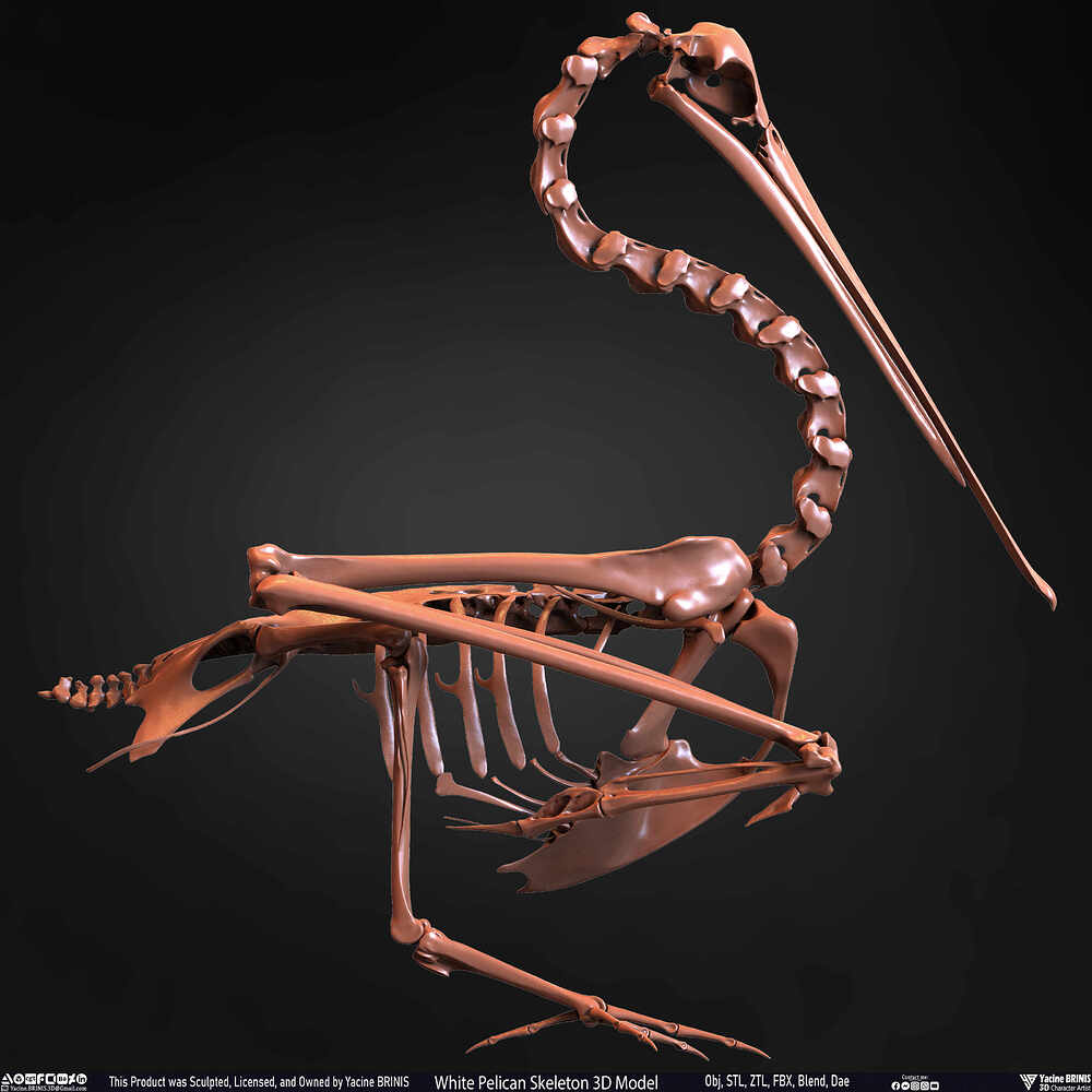 White Pelican Skeleton 3D Model Sculpted by Yacine BRINIS Set 026