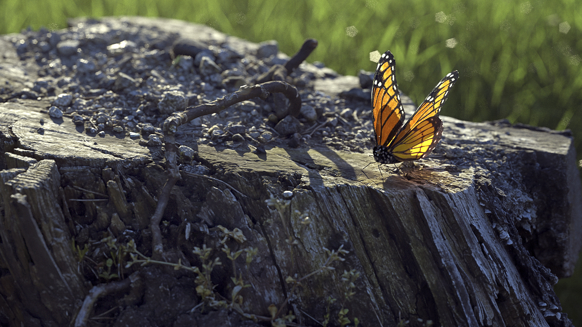 beauty1_v002_crop2