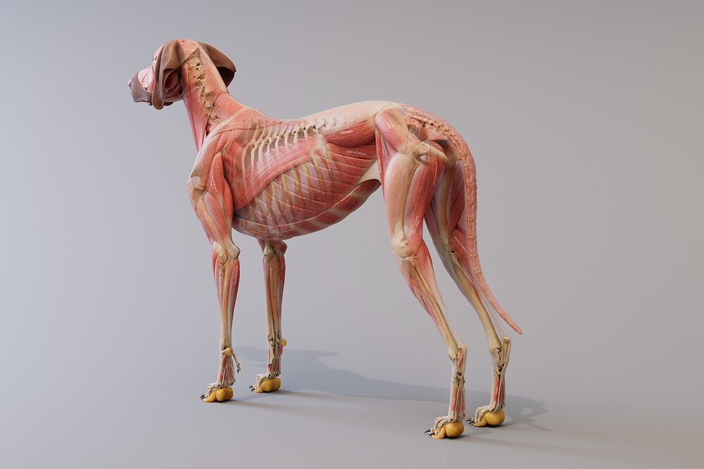 canine_ecorche_backSide_blend_4k