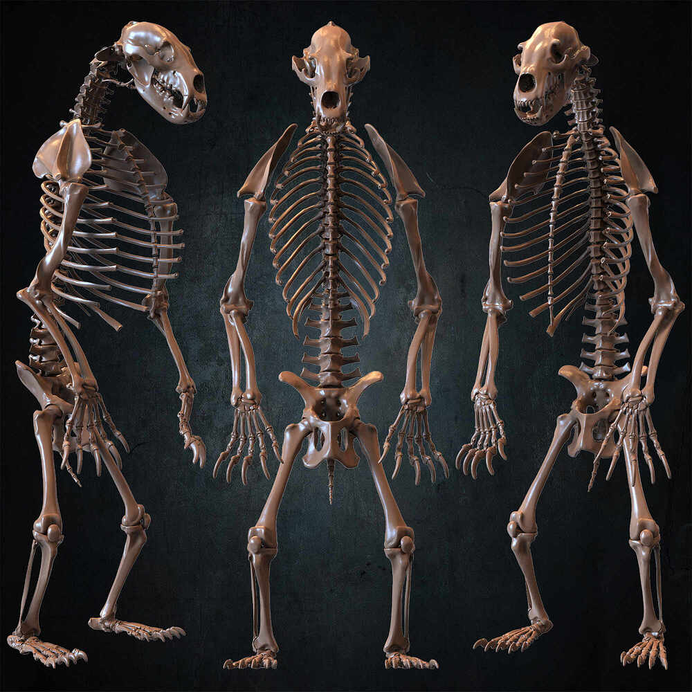 Bear Skeleton 3D Model Sculpted by Yacine BRINIS Set 041