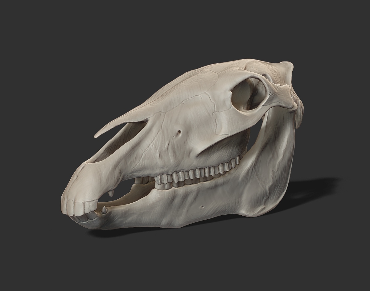 bM_Skull.jpg