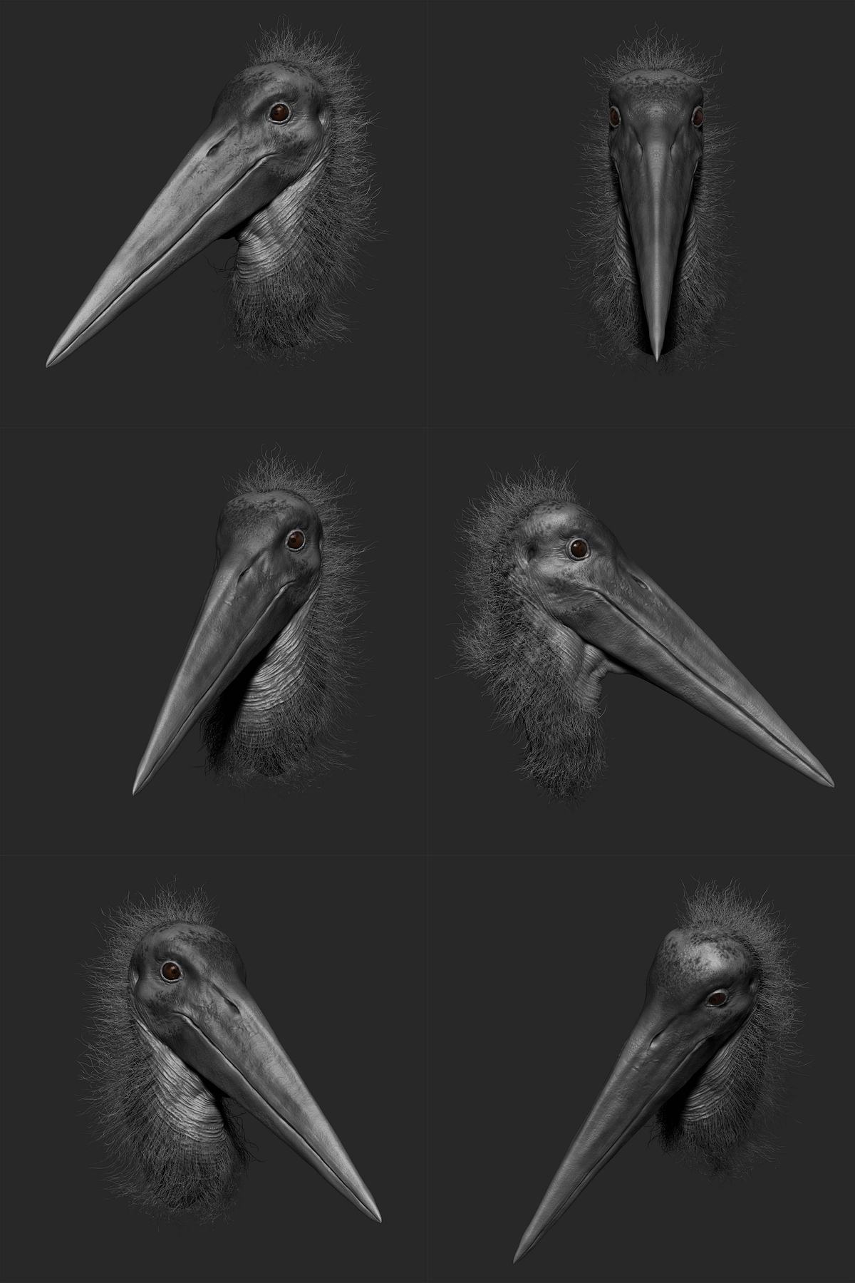 Stork