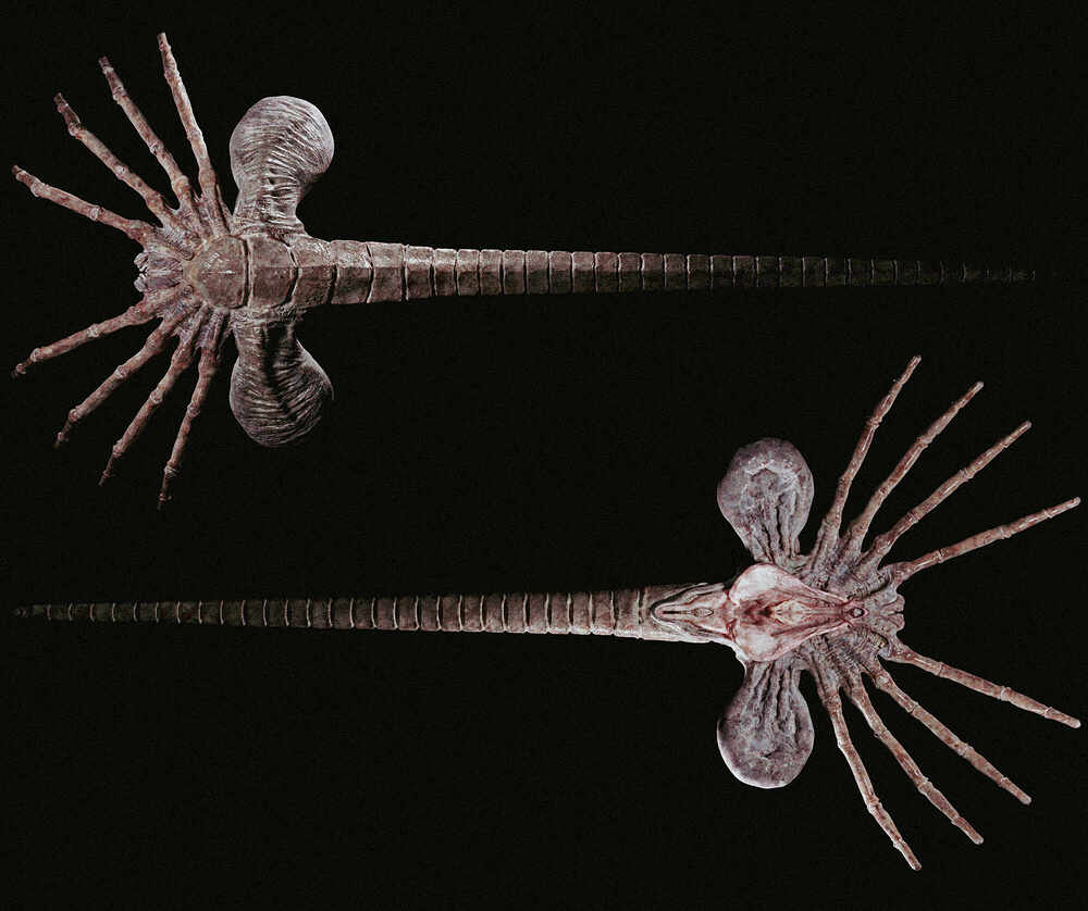 Facehugger 6