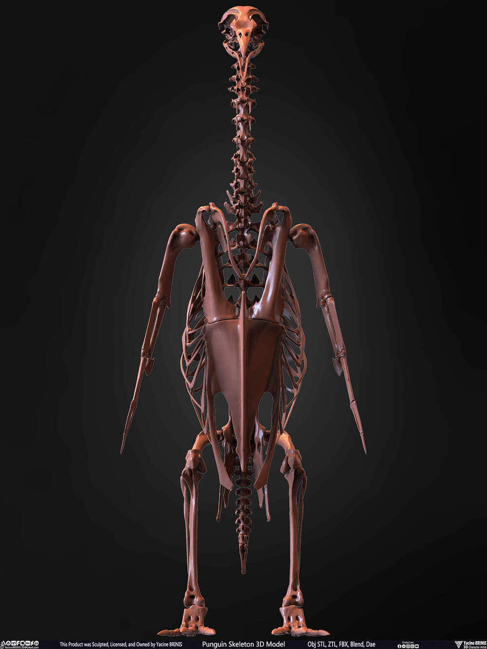 Punguin Skeleton 3D Model Sculpted by Yacine BRINIS Set 001