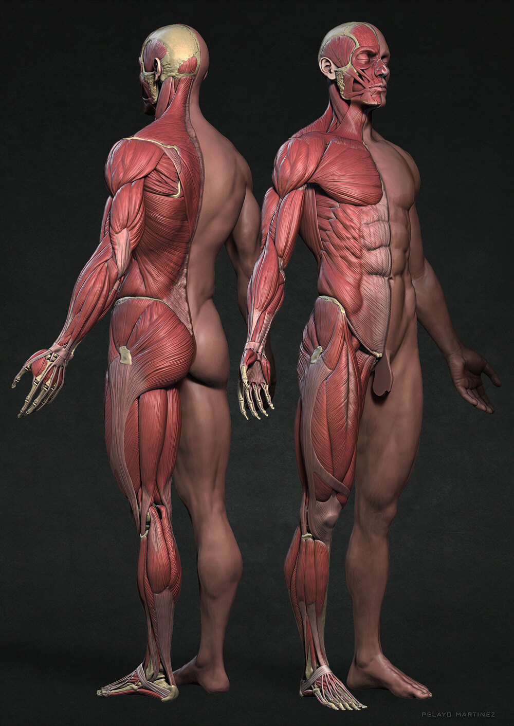 SkinHalf-Sides