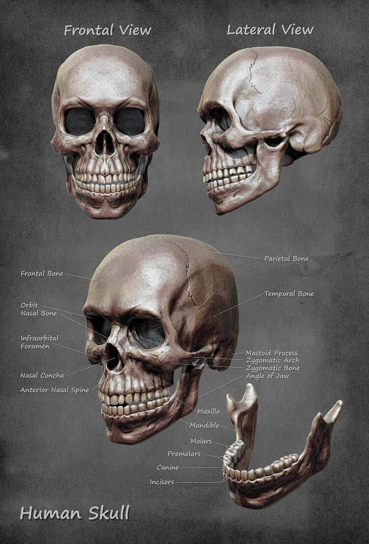 SkullIllustrationFinal1920