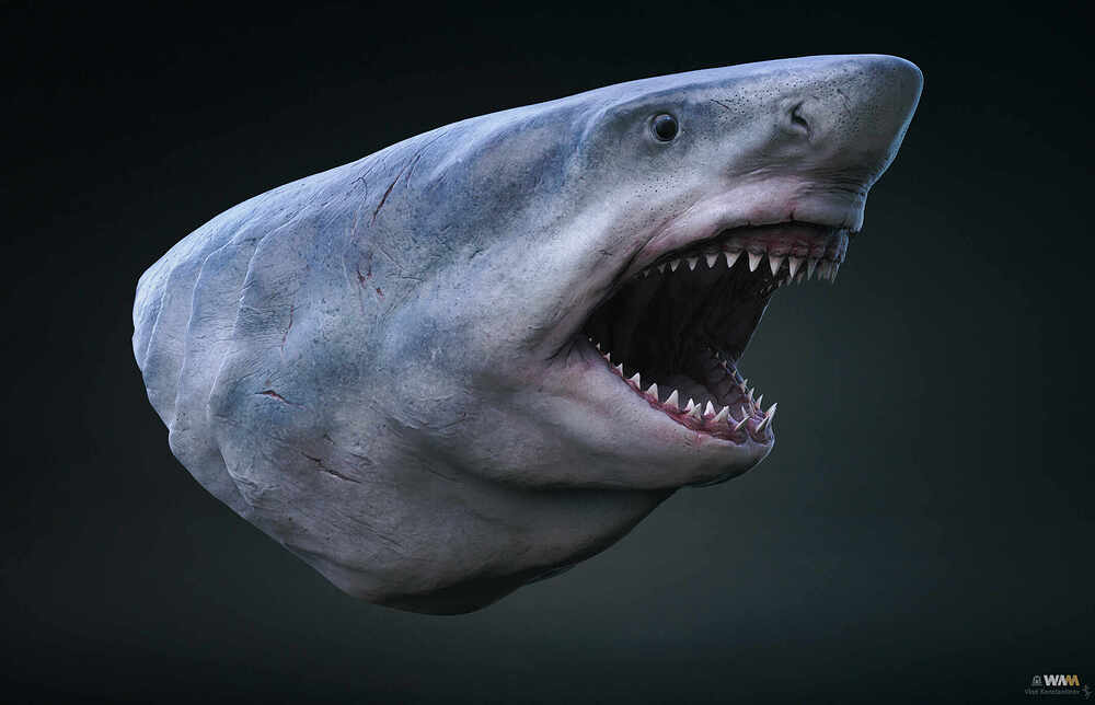 Megalodon_Render_01_Crop_2150_Web