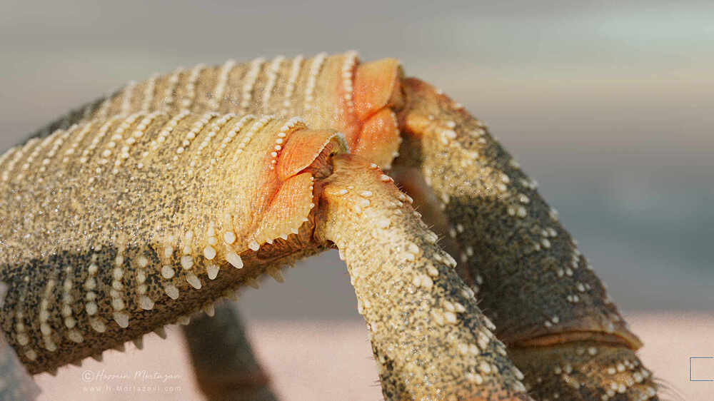 LEG002