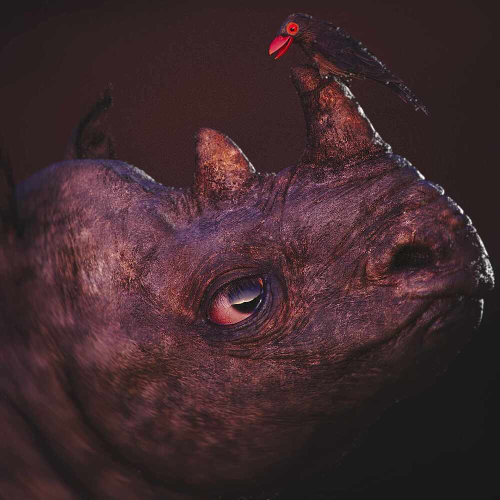 RhinoBirdA_Final06