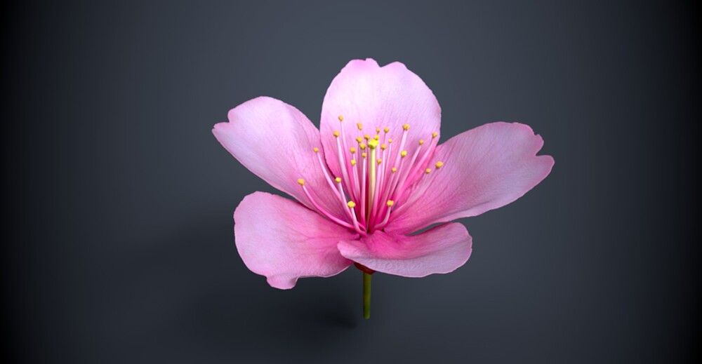樱花1