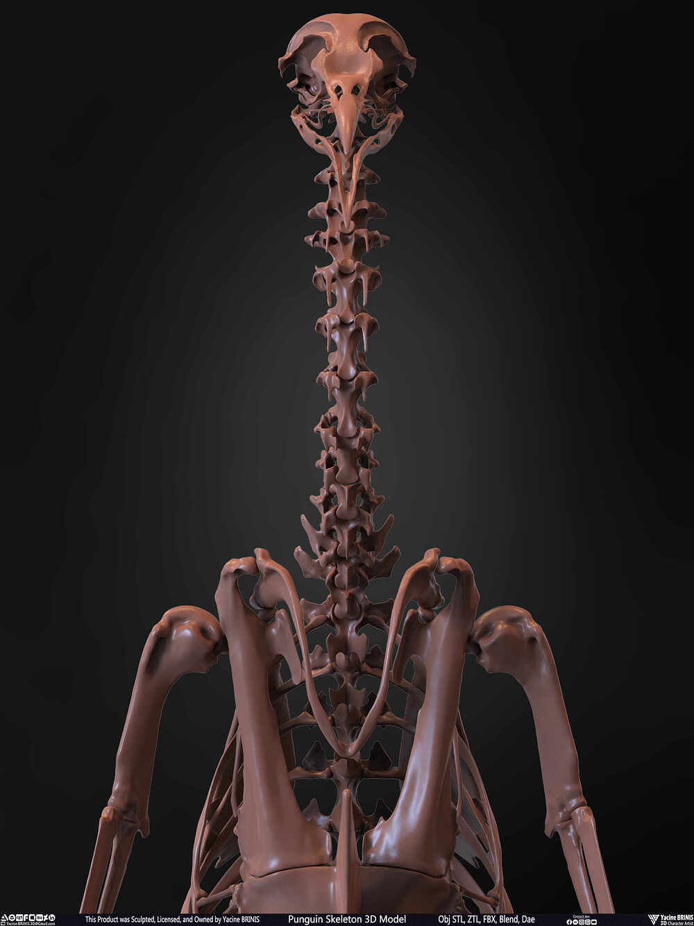 Punguin Skeleton 3D Model Sculpted by Yacine BRINIS Set 031