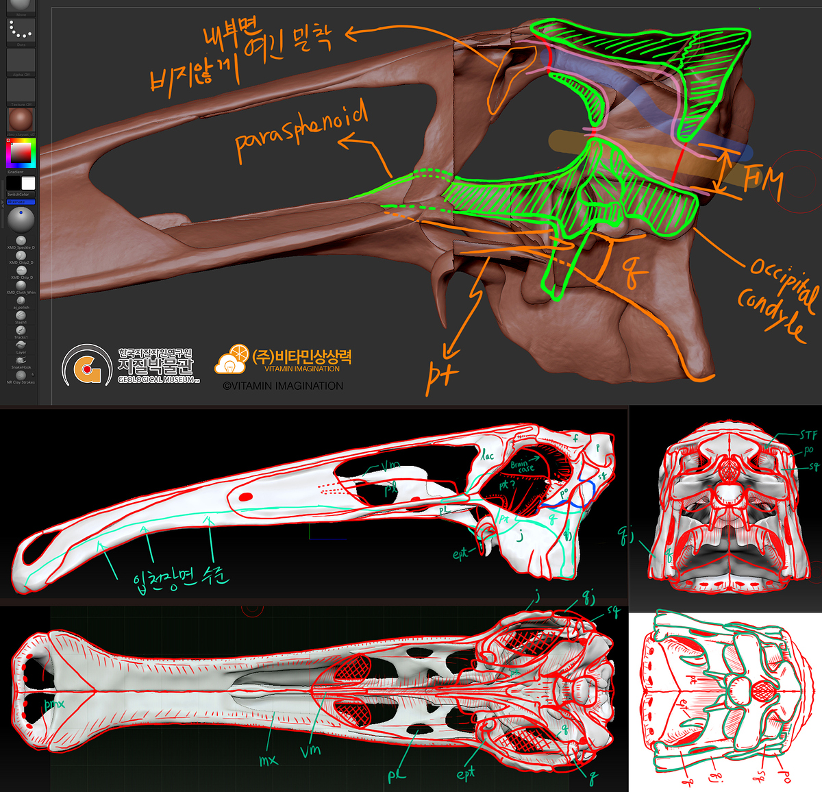 20190328-Deino_skull-%EB%87%8C%EC%8B%A4%EB%8B%A8%EB%A9%B4%EC%88%98%EC%A0%95
