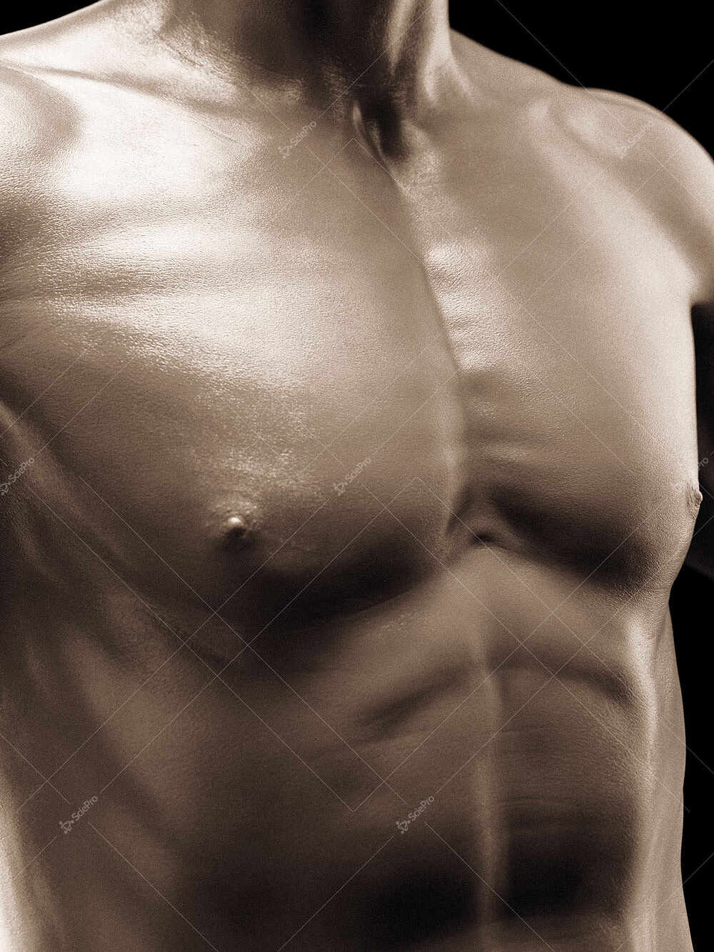 averageFitMale_torso_anatomyLayer1