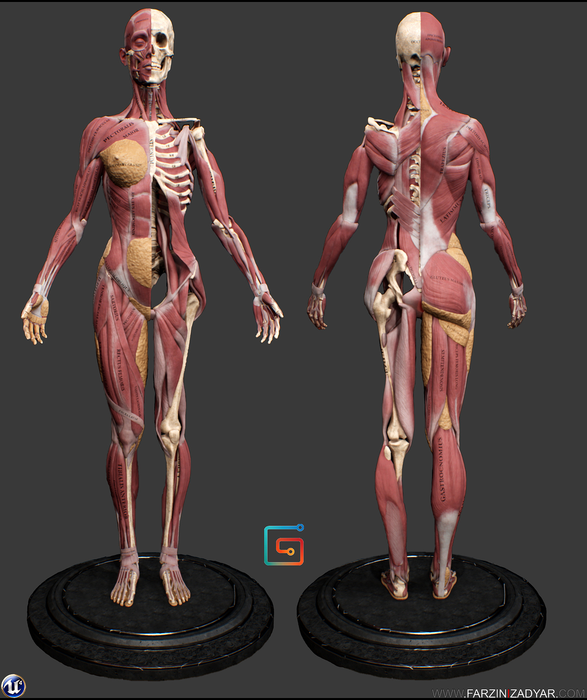 Farzin_Izadyar_Female_Anatomy_Kit_GumRoad01